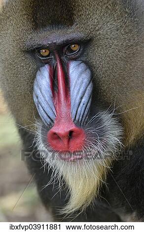 "Mandrill (Mandrillus sphinx), male, animal portrait, captive, South-West Region, Cameroon, Africa" View Large Photo Image Stock Image - "Mandrill (Mandrillus sphinx), male, animal portrait, captive, South-West Region, Cameroon, Africa". Fotosearch