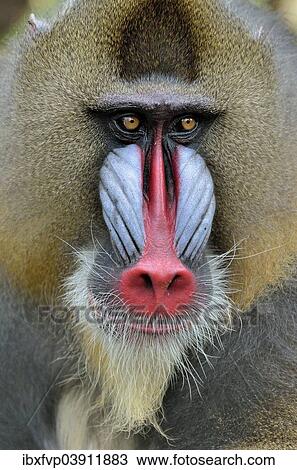 "Mandrill (Mandrillus sphinx), male, animal portrait, captive, South-West Region, Cameroon, Africa" View Large Photo Image Stock Image - "Mandrill (Mandrillus sphinx), male, animal portrait, captive, South-West Region, Cameroon, Africa". Fotosearch