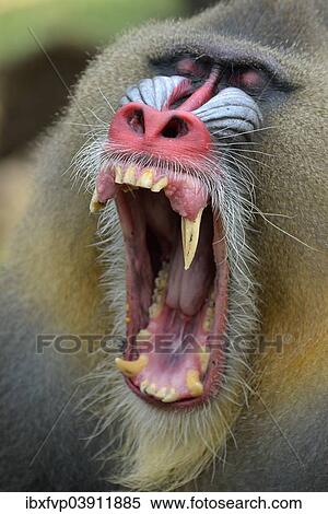 "Mandrill (Mandrillus sphinx), male, yawning, captive, South-West Region, Cameroon, Africa" View Large Photo Image Stock Photography - "Mandrill (Mandrillus sphinx), male, yawning, captive, South-West Region, Cameroon, Africa". Fotosearch