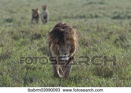 "Maned Lion (Panthera leo), walking, Maasai Mara, Kenya, Africa" View Large Photo Image Stock Image - "Maned Lion (Panthera leo), walking, Maasai Mara, Kenya, Africa". Fotosearch