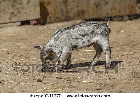 "Mangalitsa or Mangalitza Pig (Sus scrofa domestica), piglet, Tyrol, Austria, Europe" View Large Photo Image Stock Image - "Mangalitsa or Mangalitza Pig (Sus scrofa domestica), piglet, Tyrol, Austria, Europe". Fotosearch