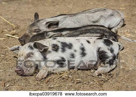 "Mangalitsa or Mangalitza Pigs and a Turopolje Pig (Sus scrofa domestica), piglets, Tyrol, Austria, Europe" View Large Photo Image Stock Photo - "Mangalitsa or Mangalitza Pigs and a Turopolje Pig (Sus scrofa domestica), piglets, Tyrol, Austria, Europe". Fotosearch