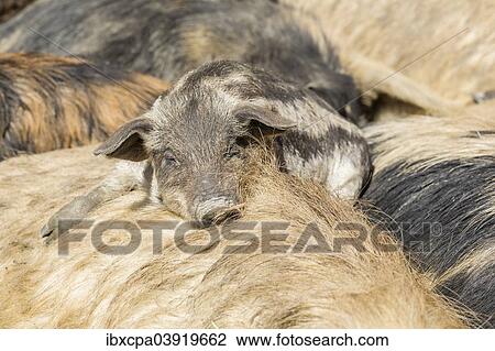 "Mangalitsa or Mangalitza Pigs (Sus scrofa domestica), sleeping piglets, Tyrol, Austria, Europe" View Large Photo Image Stock Image - "Mangalitsa or Mangalitza Pigs (Sus scrofa domestica), sleeping piglets, Tyrol, Austria, Europe". Fotosearch