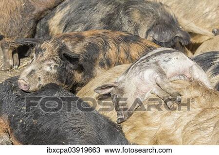 "Mangalitsa or Mangalitza Pigs (Sus scrofa domestica), asleep, Tyrol, Austria, Europe" View Large Photo Image Stock Image - "Mangalitsa or Mangalitza Pigs (Sus scrofa domestica), asleep, Tyrol, Austria, Europe". Fotosearch