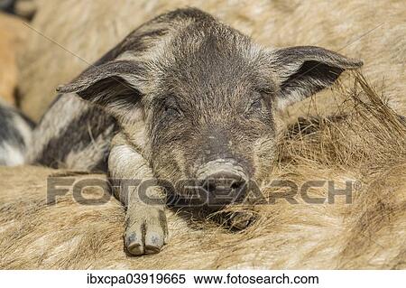 "Mangalitsa or Mangalitza Pigs (Sus scrofa domestica), sleeping piglet, Tyrol, Austria, Europe" View Large Photo Image Stock Photography - "Mangalitsa or Mangalitza Pigs (Sus scrofa domestica), sleeping piglet, Tyrol, Austria, Europe". Fotosearch