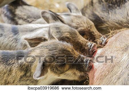 "Mangalitsa pigs (Sus scrofa domestica), piglets suckling, Tyrol, Austria, Europe" View Large Photo Image Stock Photograph - "Mangalitsa pigs (Sus scrofa domestica), piglets suckling, Tyrol, Austria, Europe". Fotosearch