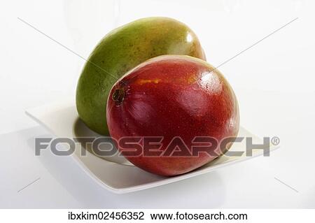 Mango (Mangifera indica) View Large Photo Image Stock Image - Mango (Mangifera indica). Fotosearch