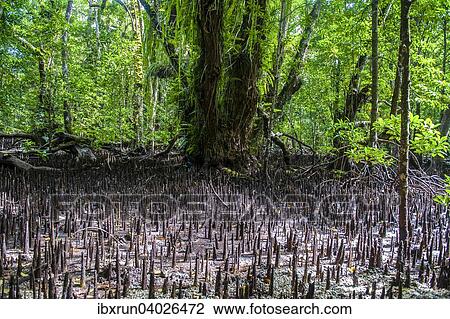 "Mangrove roots, Carp Island, Rock Islands, Palau, Micronesia, Oceania" View Large Photo Image Stock Image - "Mangrove roots, Carp Island, Rock Islands, Palau, Micronesia, Oceania". Fotosearch