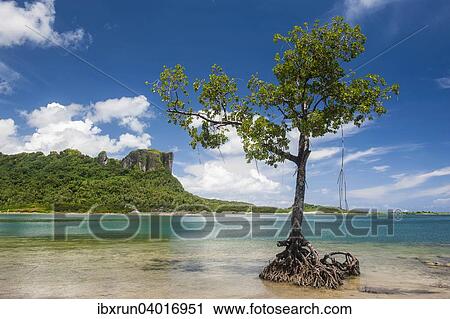 "Mangrove tree in front of Sokehs rock, Pohnpei, Micronesia, Oceania" View Large Photo Image Stock Image - "Mangrove tree in front of Sokehs rock, Pohnpei, Micronesia, Oceania". Fotosearch