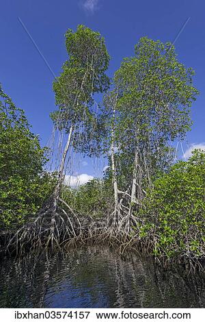 "Mangroves, Isabela Island, Galapagos Islands, Ecuador, South America" View Large Photo Image Stock Photo - "Mangroves, Isabela Island, Galapagos Islands, Ecuador, South America". Fotosearch