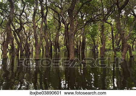 "Mangroves, mangrove swamp, forest on the Tonle Sap Lake, Siem Reap, Cambodia, Asia" View Large Photo Image Stock Image - "Mangroves, mangrove swamp, forest on the Tonle Sap Lake, Siem Reap, Cambodia, Asia". Fotosearch