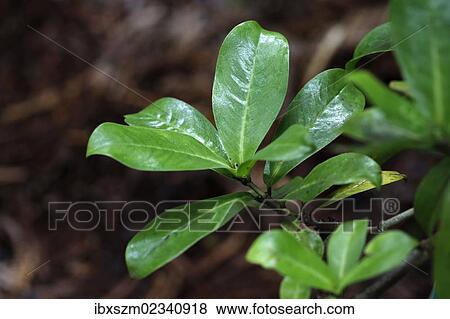 "Manono, Hedyotis (Hedyotis terminalis), Volcano Village, Big Island, Hawaii, USA" View Large Photo Image Stock Photo - "Manono, Hedyotis (Hedyotis terminalis), Volcano Village, Big Island, Hawaii, USA". Fotosearch