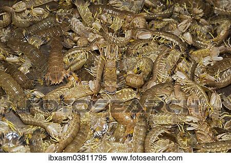 Stock Photography - "Mantis Shrimps (Stomatopoda) for sale, Red Market, Macau, China, Asia". Fotosearch