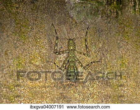 Stock Image - "Mantis species (Liturgusa sp), Tambopata Nature Reserve, Madre de Dios Region, Peru, South America". Fotosearch