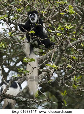 "Mantled Guereza (Colobus guereza), Arusha National Park, Tanzania, Africa" View Large Photo Image Stock Photo - "Mantled Guereza (Colobus guereza), Arusha National Park, Tanzania, Africa". Fotosearch
