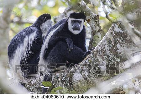 Stock Image - "Mantled Guerezas (Colobus guereza), Bigodi Wetland, Uganda, Africa". Fotosearch