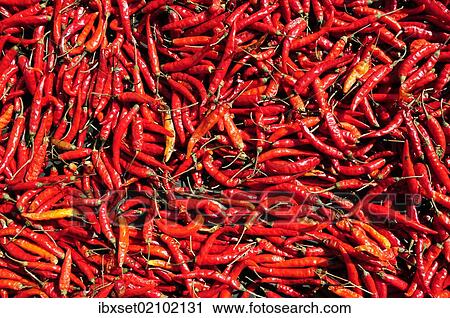 "Many chili peppers, Laos, Southeast Asia, Asia" View Large Photo Image Stock Image - "Many chili peppers, Laos, Southeast Asia, Asia". Fotosearch