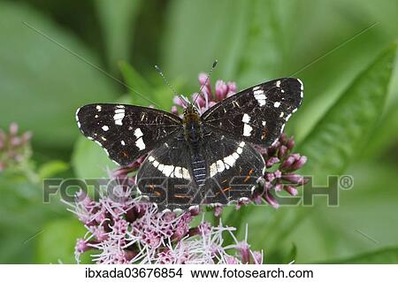 "Map butterfly (Araschnia levana), summer generation, perched on an agrimony flower, Altenseelbach, Neunkirchen, North Rhine-Westphalia, Germany, Europe" View Large Photo Image Picture - "Map butterfly (Araschnia levana), summer generation, perched on an agrimony flower, Altenseelbach, Neunkirchen, North Rhine-Westphalia, Germany, Europe". Fotosearch