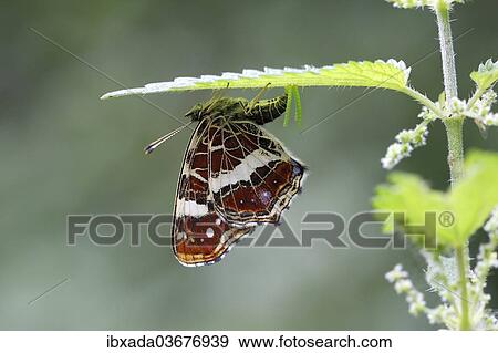 "Map butterfly (Araschnia levana) laying eggs on the underside of a nettle leaf, Altenseelbach, Neunkirchen, North Rhine-Westphalia, Germany, Europe" View Large Photo Image Stock Photo - "Map butterfly (Araschnia levana) laying eggs on the underside of a nettle leaf, Altenseelbach, Neunkirchen, North Rhine-Westphalia, Germany, Europe". Fotosearch