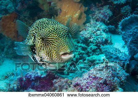 "Map Puffer or Map Pufferfish (Arothron mappa), Indonesia, Asia" View Large Photo Image Stock Image - "Map Puffer or Map Pufferfish (Arothron mappa), Indonesia, Asia". Fotosearch
