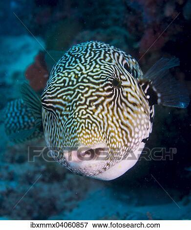 "Map Puffer or Map Pufferfish (Arothron mappa), Indonesia, Asia" View Large Photo Image Stock Photo - "Map Puffer or Map Pufferfish (Arothron mappa), Indonesia, Asia". Fotosearch