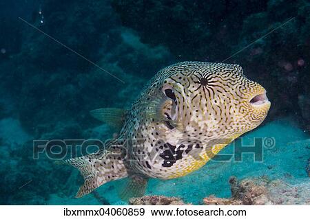 "Map Puffer or Map Pufferfish (Arothron mappa), Indonesia, Asia" View Large Photo Image Stock Photo - "Map Puffer or Map Pufferfish (Arothron mappa), Indonesia, Asia". Fotosearch