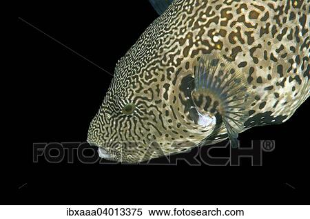 "Map Pufferfish (Arothron mappa), Bohol Sea, Philippines, Asia" View Large Photo Image Stock Photography - "Map Pufferfish (Arothron mappa), Bohol Sea, Philippines, Asia". Fotosearch