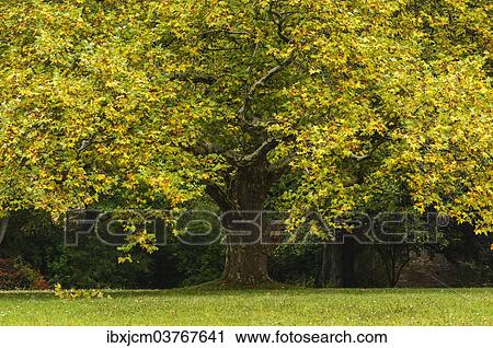 "Maple (Acer) in autumn, Thuringia, Germany, Europe" View Large Photo Image Stock Image - "Maple (Acer) in autumn, Thuringia, Germany, Europe". Fotosearch