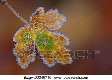 "Maple (Acer sp. ) leaf with hoarfrost, Afghanistan, Asia" View Large Photo Image Stock Photograph - "Maple (Acer sp. ) leaf with hoarfrost, Afghanistan, Asia". Fotosearch