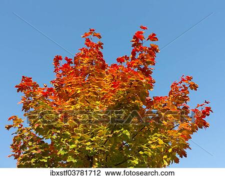 Maple (Acer sp. ) with autumn colors View Large Photo Image Stock Image - Maple (Acer sp. ) with autumn colors. Fotosearch