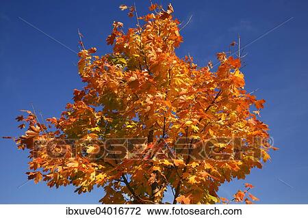 "Maple (Acer spp. ), leaves in autumn colors" View Large Photo Image Stock Image - "Maple (Acer spp. ), leaves in autumn colors". Fotosearch