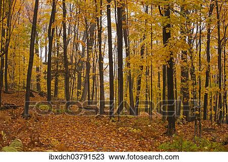 "Maple forest (Acer) in autumn, Eastern Townships, Quebec, Canada, North America" View Large Photo Image Stock Image - "Maple forest (Acer) in autumn, Eastern Townships, Quebec, Canada, North America". Fotosearch
