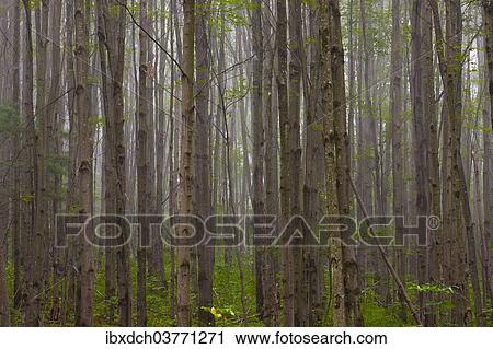"Maple forest (Acer) in the morning fog, Eastern Townships, Quebec Province, Canada, North America" View Large Photo Image Stock Image - "Maple forest (Acer) in the morning fog, Eastern Townships, Quebec Province, Canada, North America". Fotosearch