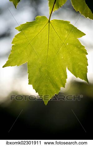 "Maple leaf, backlit, sycamore maple (Acer pseudoplatanus), Schloss Solitude castle, Stuttgart-West, Stuttgart, Baden-Wuerttemberg, Germany, Europe" View Large Photo Image Stock Image - "Maple leaf, backlit, sycamore maple (Acer pseudoplatanus), Schloss Solitude castle, Stuttgart-West, Stuttgart, Baden-Wuerttemberg, Germany, Europe". Fotosearch