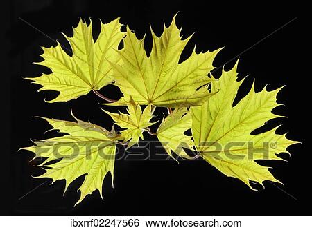 "Maple leaves, Norway maple (Acer platanoides)" View Large Photo Image Stock Photograph - "Maple leaves, Norway maple (Acer platanoides)". Fotosearch