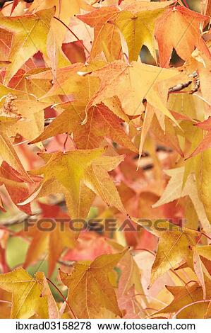 "Maple leaves, Silver Maple (Acer saccharinum), Croatia, Europe" View Large Photo Image Stock Photo - "Maple leaves, Silver Maple (Acer saccharinum), Croatia, Europe". Fotosearch