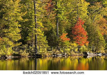 Quebec Maple Trees - Maple Tree And Pine Trees In Autumn West Bolton Quebec Canada North America Stock Image Ibxdch02051851 Fotosearch