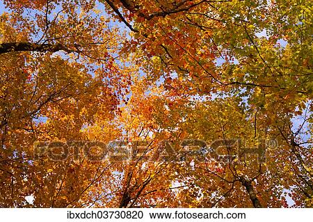 "Maple trees (Acer) with bright autumn coloured leaves, Sutton, Eastern Townships, Quebec Province, Canada, North America" View Large Photo Image Stock Image - "Maple trees (Acer) with bright autumn coloured leaves, Sutton, Eastern Townships, Quebec Province, Canada, North America". Fotosearch