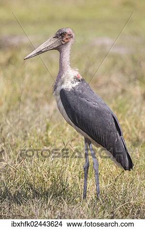 Picture - "Marabou (Leptoptilos crumeniferus) Bwabwata National Park, Caprivi Strip, Namibia, Africa". Fotosearch
