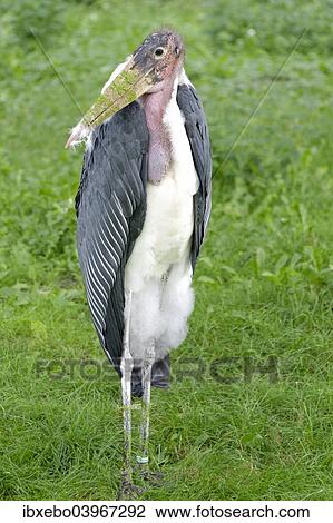"Marabou (Leptoptilos crumeniferus), captive, Germany, Europe" View Large Photo Image Stock Image - "Marabou (Leptoptilos crumeniferus), captive, Germany, Europe". Fotosearch