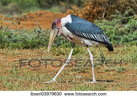 "Marabou (Leptoptilos crumeniferus), Kenya, Africa" View Large Photo Image Stock Image - "Marabou (Leptoptilos crumeniferus), Kenya, Africa". Fotosearch