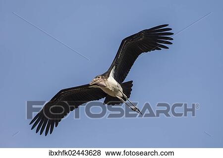 "Marabou (Leptoptilos crumeniferus), Buffalo National Park, Caprivi Strip, Namibia, Africa" View Large Photo Image Stock Photo - "Marabou (Leptoptilos crumeniferus), Buffalo National Park, Caprivi Strip, Namibia, Africa". Fotosearch
