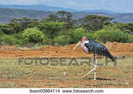 "Marabou Stork (Leptoptilos crumeniferus) in the countryside, Kenya, Africa" View Large Photo Image Picture - "Marabou Stork (Leptoptilos crumeniferus) in the countryside, Kenya, Africa". Fotosearch