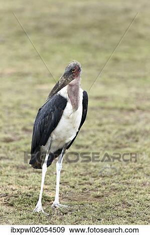 "Marabou Stork (Leptoptilos crumeniferus), standing, Serengeti, Tanzania, Africa" View Large Photo Image Stock Photo - "Marabou Stork (Leptoptilos crumeniferus), standing, Serengeti, Tanzania, Africa". Fotosearch