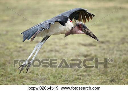 "Marabou Stork (Leptoptilos crumeniferus) approaching to land, Serengeti, Tanzania, Africa" View Large Photo Image Stock Photo - "Marabou Stork (Leptoptilos crumeniferus) approaching to land, Serengeti, Tanzania, Africa". Fotosearch