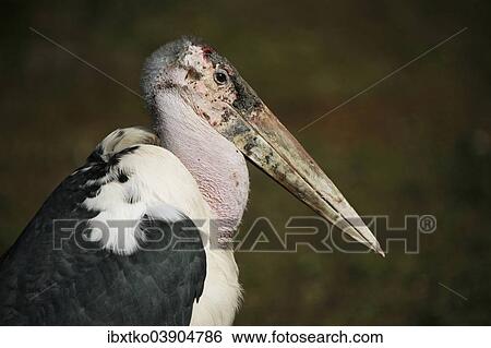 "Marabou Stork (Leptoptilos crumeniferus), captive, Germany, Europe" View Large Photo Image Stock Photograph - "Marabou Stork (Leptoptilos crumeniferus), captive, Germany, Europe". Fotosearch