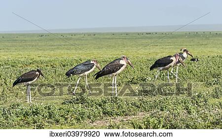 Stock Image - "Marabou Storks (Leptoptilos crumeniferus), Serengeti, Tanzania, Africa". Fotosearch