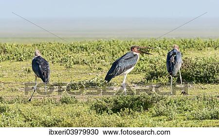Stock Image - "Marabou Storks (Leptoptilos crumeniferus), Serengeti, Tanzania, Africa". Fotosearch