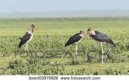 Stock Photo - "Marabou Storks (Leptoptilos crumeniferus) with crossed beaks, Serengeti, Tanzania, Africa". Fotosearch
