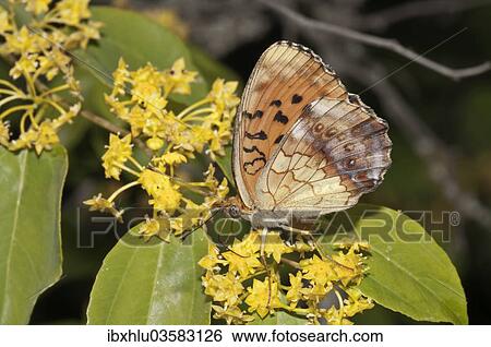 "Marbled Fritillary (Brenthis daphne), outer wings, searching for nectar in a Jerusalem Thorn or Crown of Thorns (Paliurus spina-cristi), Lake Kerkini, Kerkini, Central Macedonia, Greece, Europe" View Large Photo Image Stock Photograph - "Marbled Fritillary (Brenthis daphne), outer wings, searching for nectar in a Jerusalem Thorn or Crown of Thorns (Paliurus spina-cristi), Lake Kerkini, Kerkini, Central Macedonia, Greece, Europe". Fotosearch